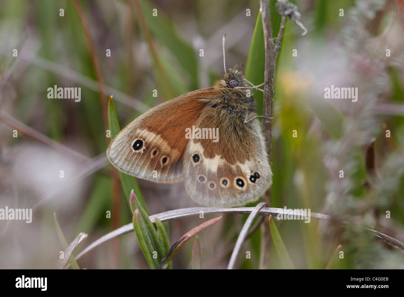 Große Heide, Coenonympha Tullia auf Meathop Moos Natur reserve, Cumbria, UK Stockfoto