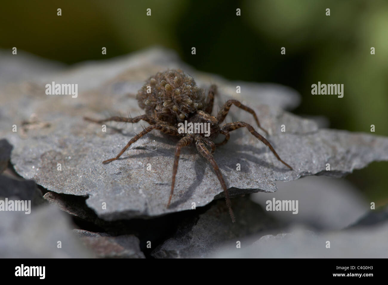 Weibliche Wolfspinne geschlüpft Pardosa Amentata trägt sie neu jungen auf dem Rücken, Nichols Moss, Cumbria, UK Stockfoto