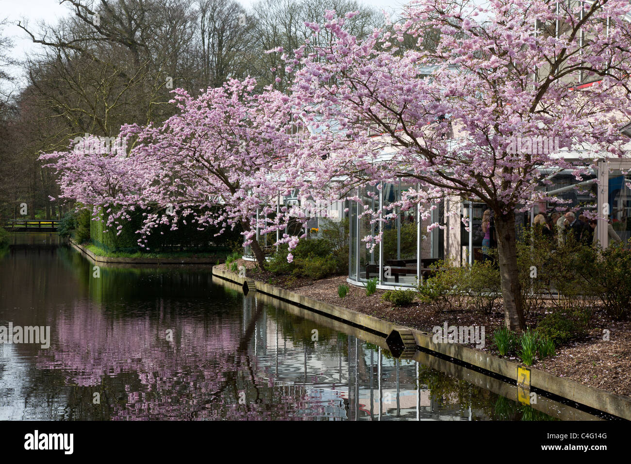 Blühende Bäume im Keukenhof Gärten, Lisse, Niederlande Stockfoto