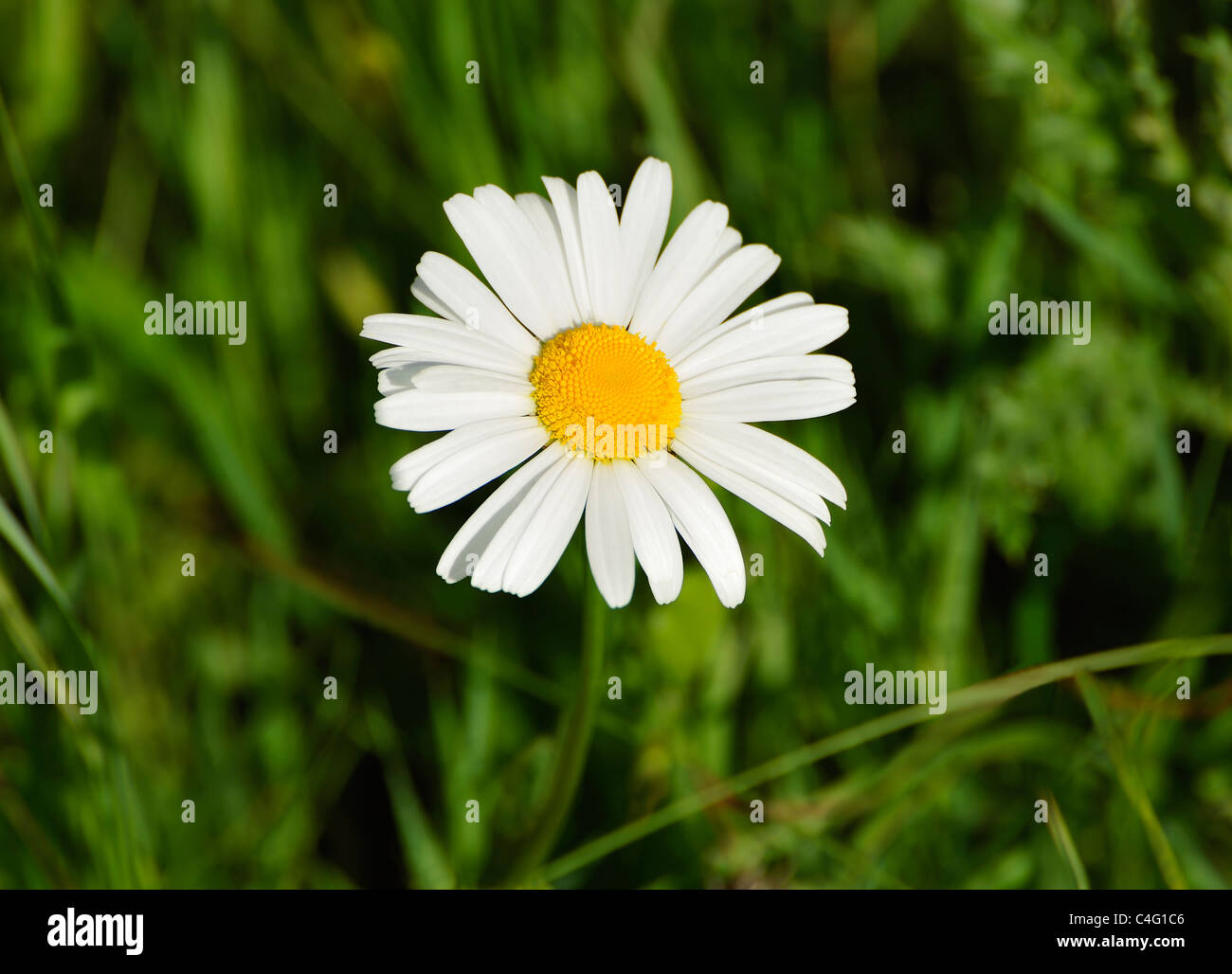 WILD DAISY Stockfoto