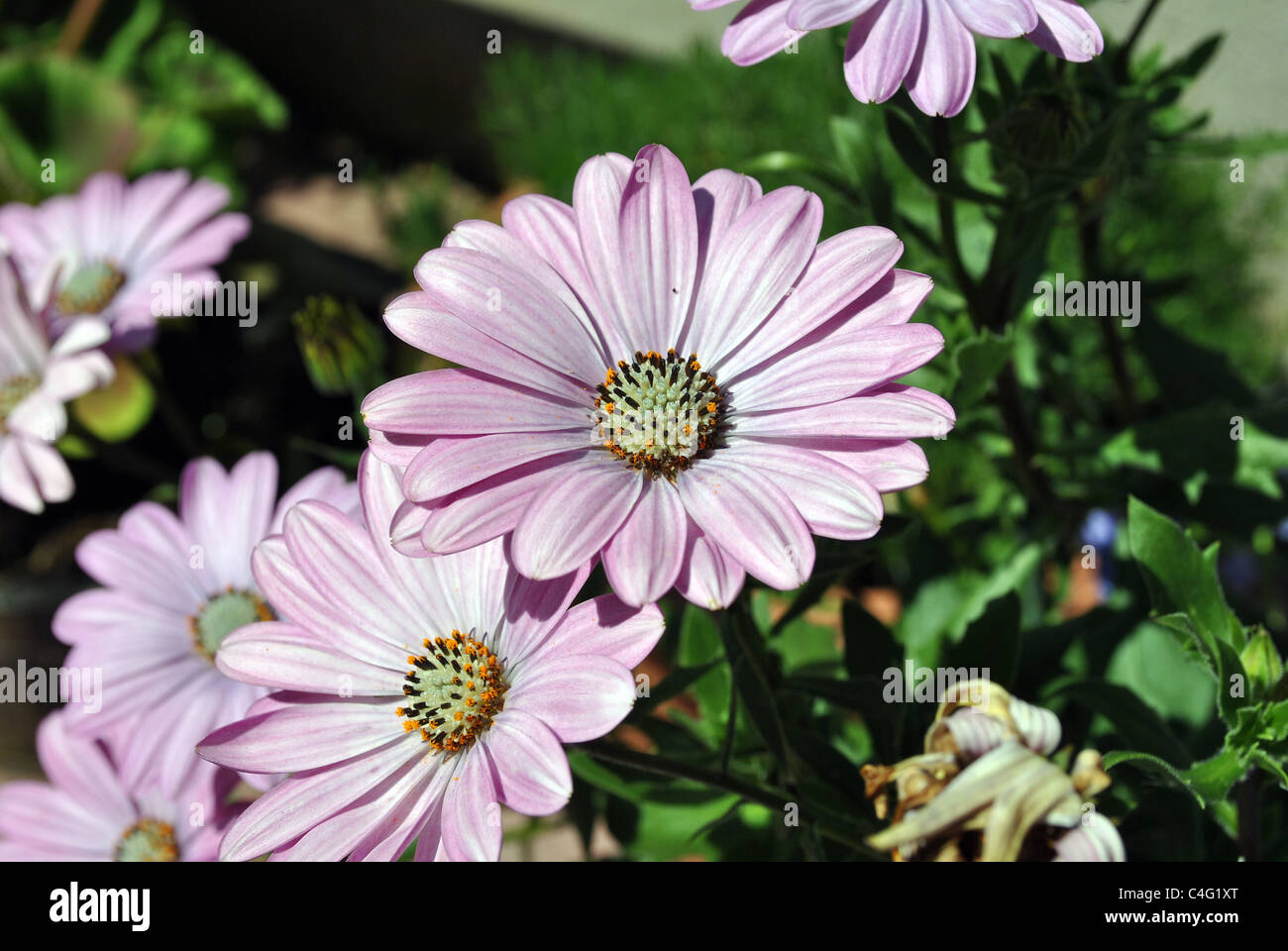 sommerlich leichte rosa Bettwäsche Blumen Stockfoto