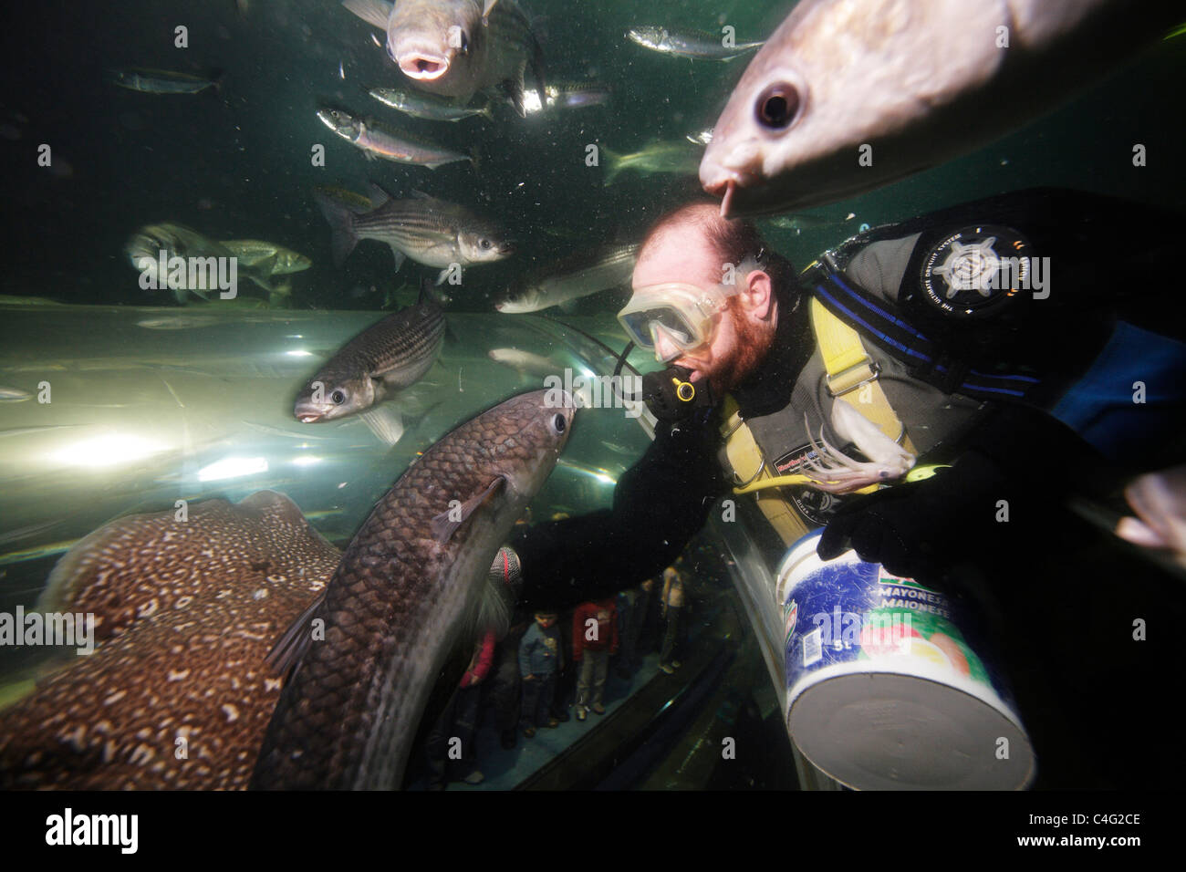 Ein Taucher füttert die Fische im Aquarium bei Deep Sea World Uhr für Besucher aus der Beobachtung-Tunnel. Stockfoto