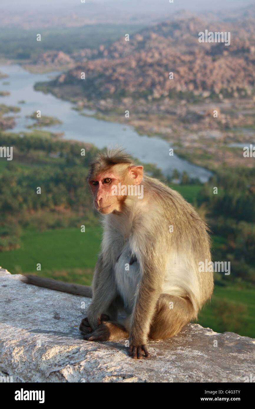 Ein Affe auf einem alten Tempelwand, Hintergrund von Hampi Felsbrocken. Stockfoto