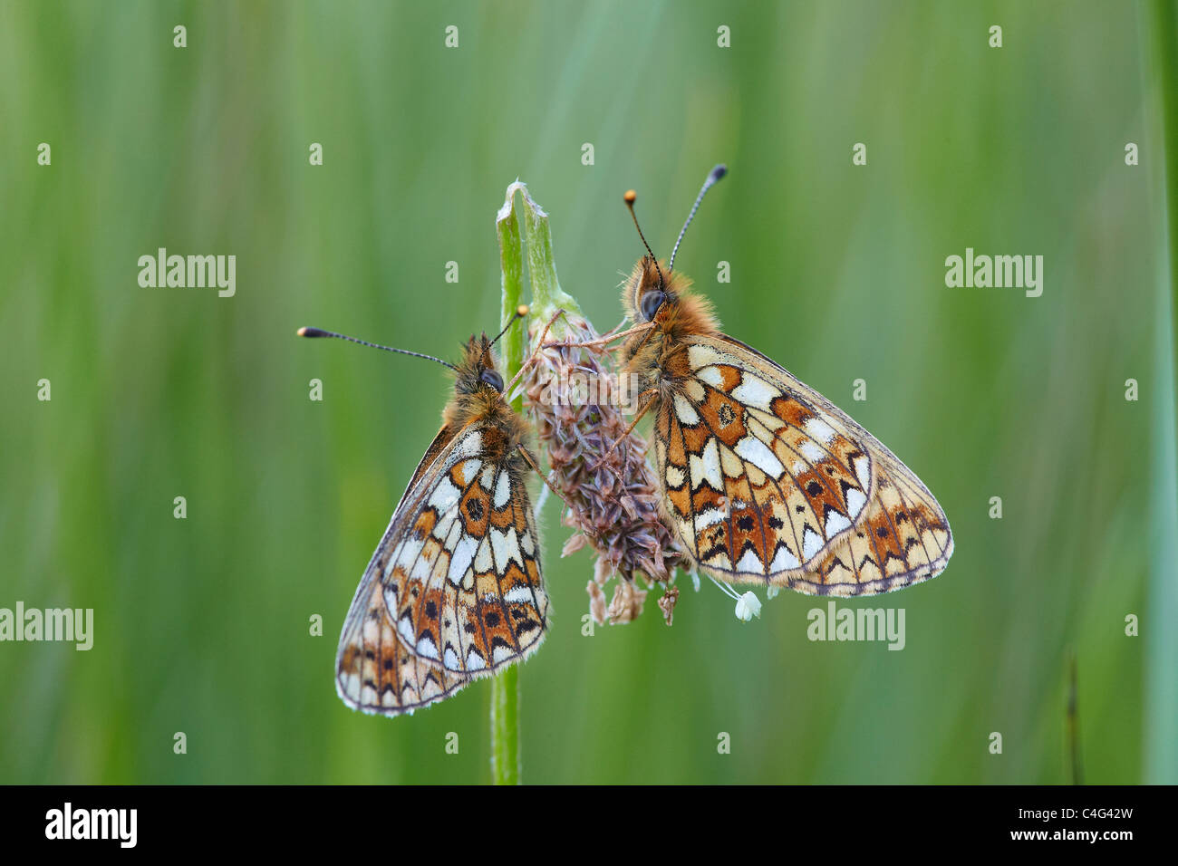 Zwei kleine Perle grenzt Fritillary, Boloria Selene Cumbria, UK Stockfoto