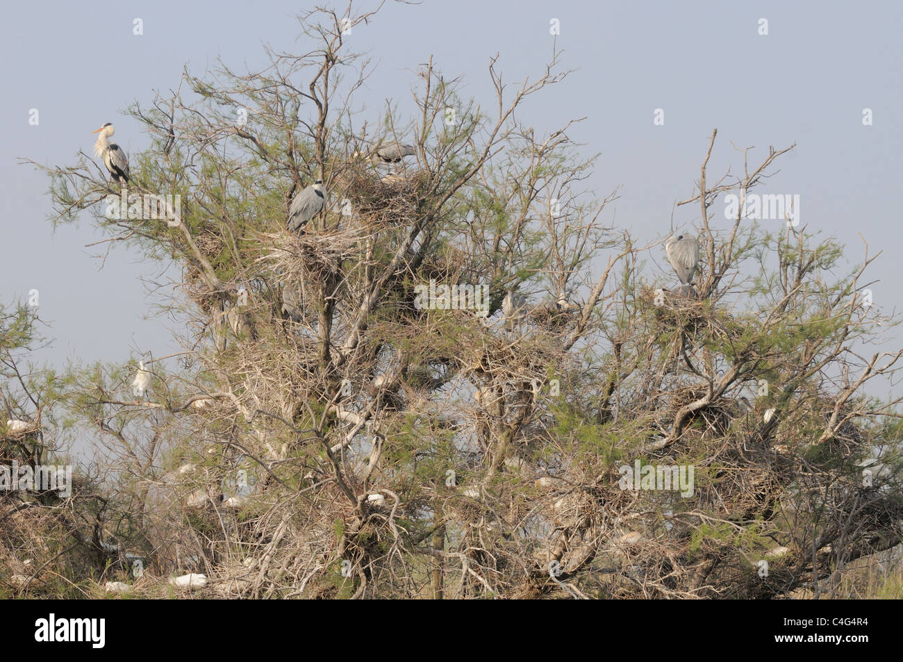Grey Heron Ardea Cinerea Heronry fotografiert in der Camargue, Frankreich Stockfoto