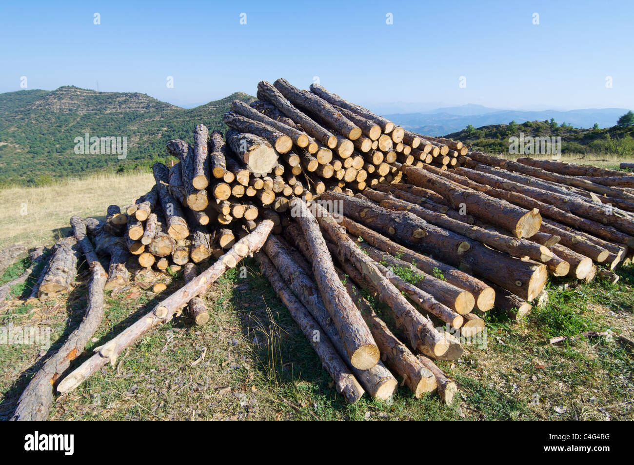 Gruppe von Kiefer Protokolle Schnitt Stockfoto