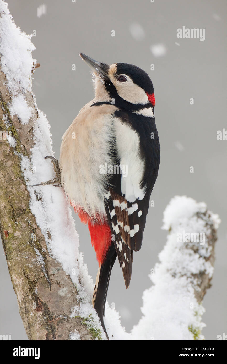 Buntspecht - Männchen in Filiale / Dendrocopos major Stockfoto