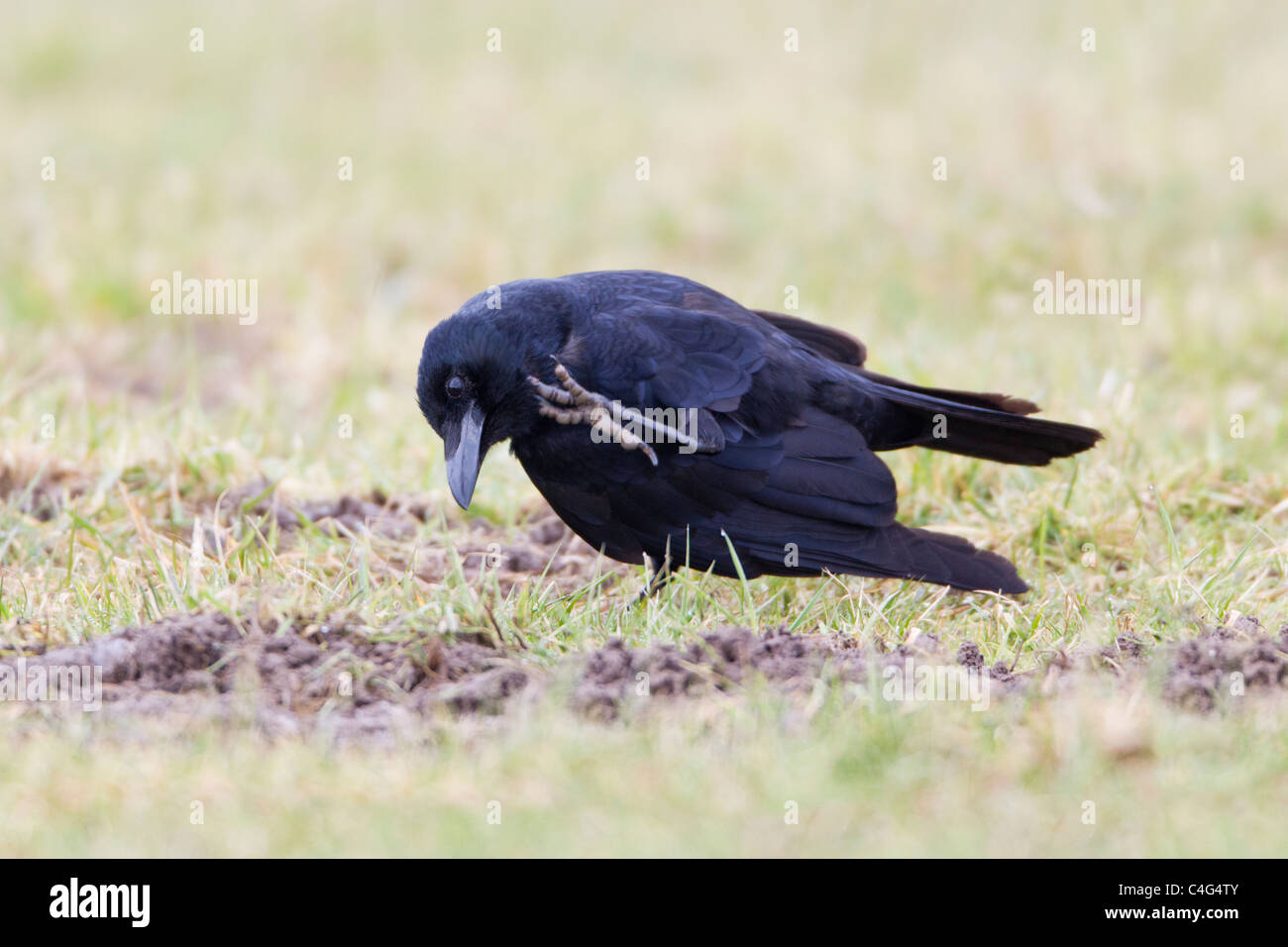 AAS-Krähe (Corvus Corone Corone), kratzt es Kopf mit seinem Fuß auf Feld, Niedersachsen, Deutschland Stockfoto