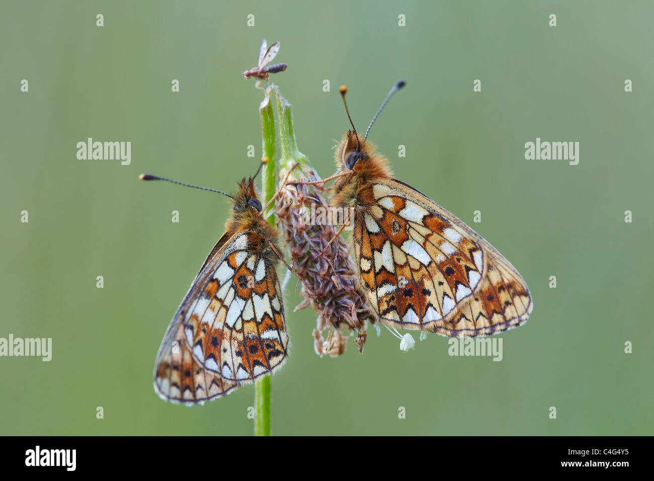 Zwei kleine Perle grenzt Fritillary, Boloria Selene Cumbria, UK Stockfoto