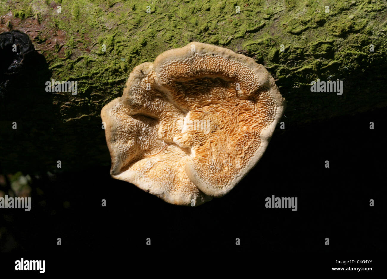Zimt Halterung Pilz, Hapalopilus Nidulans (H. Rutilans), Polyporaceae, Hapalopilaceae. Juni wachsen auf einen gefallenen Eiche Zweig. Stockfoto