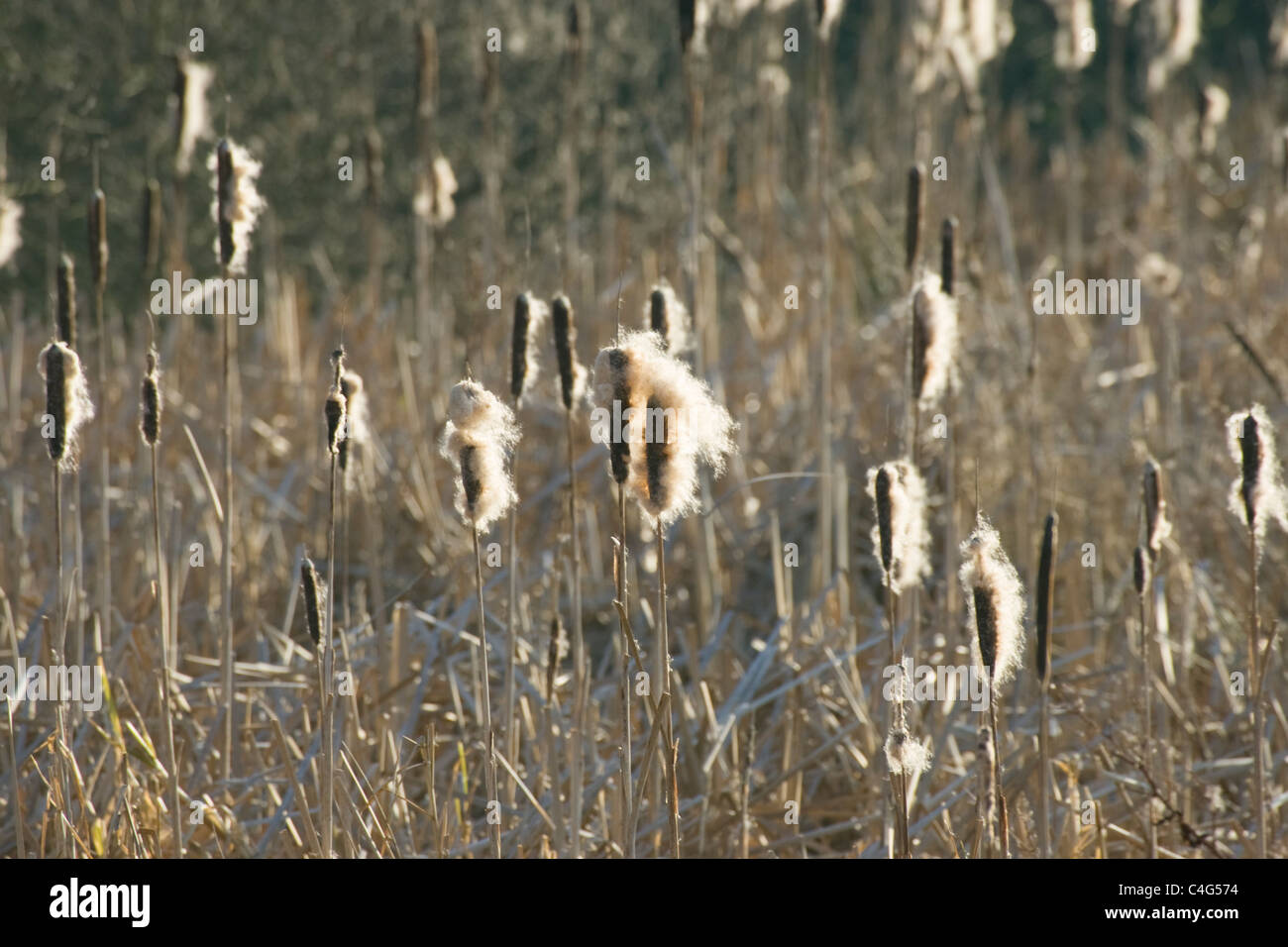 Rohrkolben, Typha Latifolia, Samenkorn-Köpfe. Stockfoto