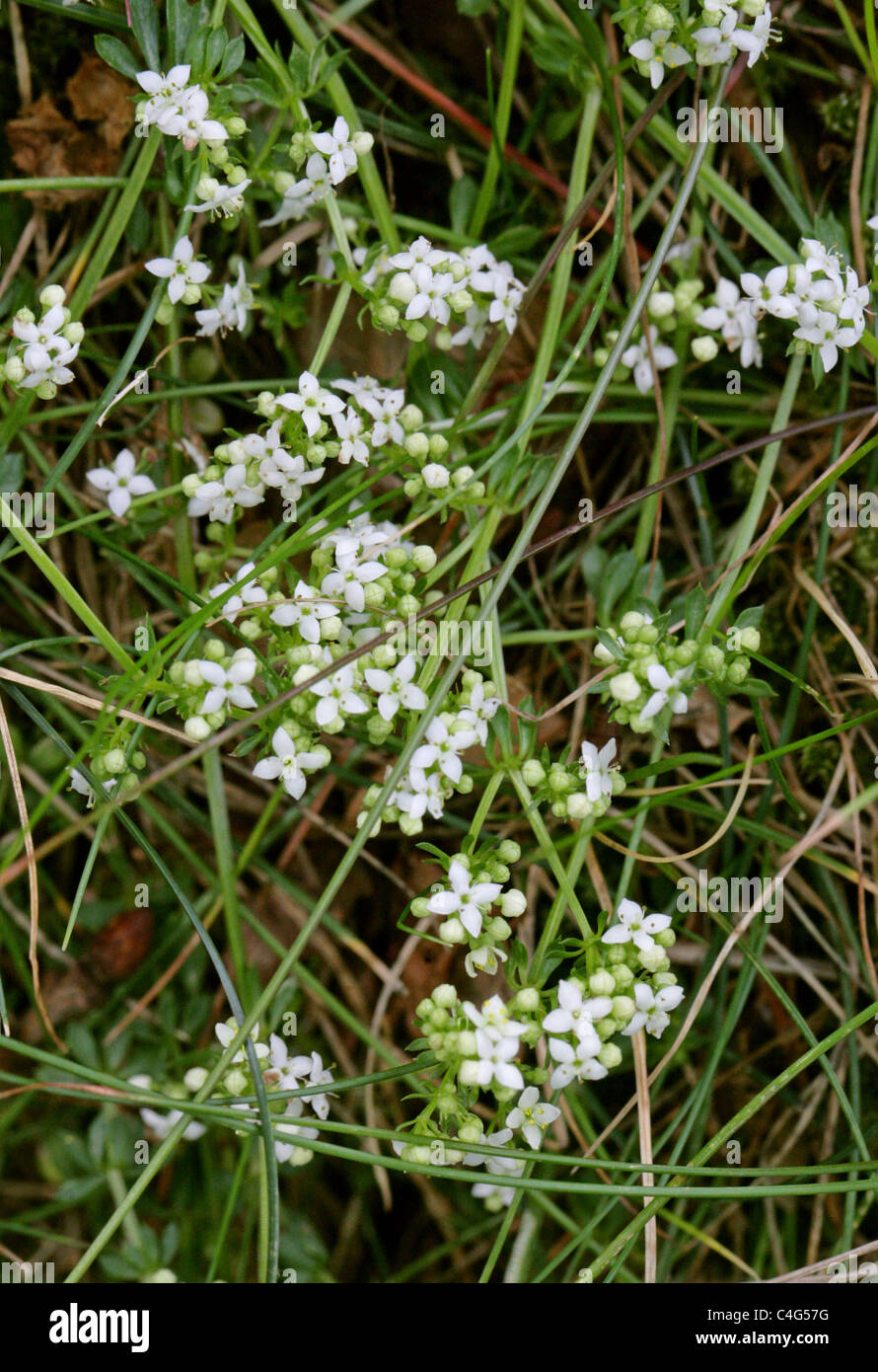 Heide Labkraut, Galium saxatile, Rubiaceae. Stockfoto