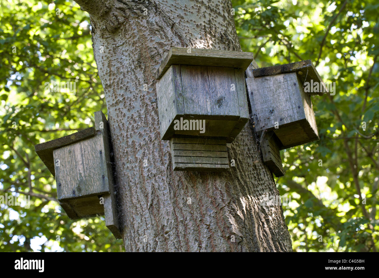 Fledermauskästen an Bäumen in Norfolk, England, UK. Stockfoto