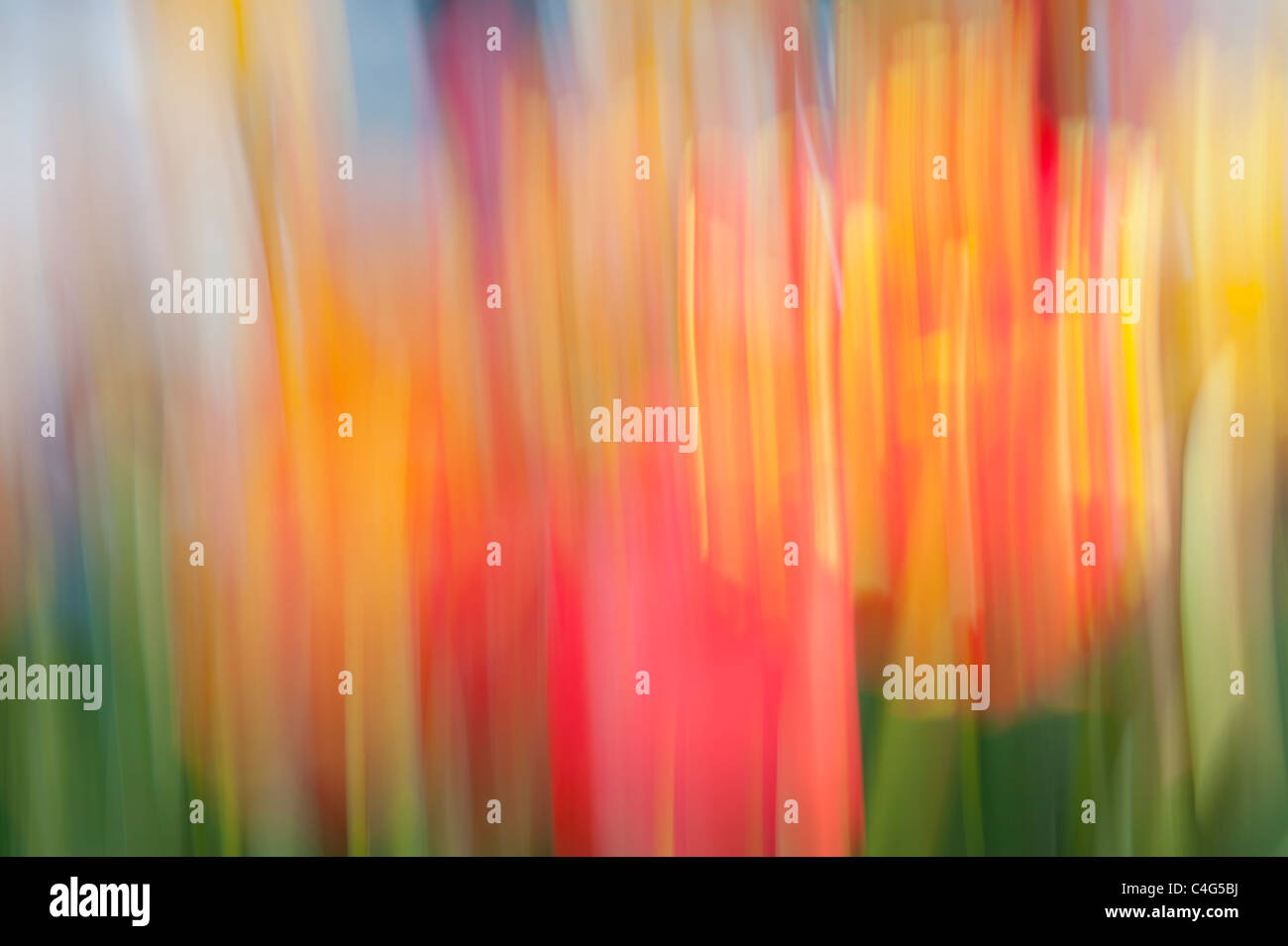 Landschaft abstrakt verwischen Schuss von Tulpen Stockfoto