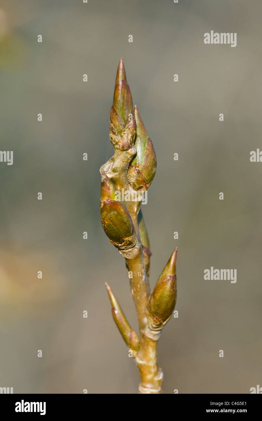 Schwarz-Pappel Hybrid Populus Nigra x Deltamuskel (p. X Canadensis) Blatt schießt Stockfoto