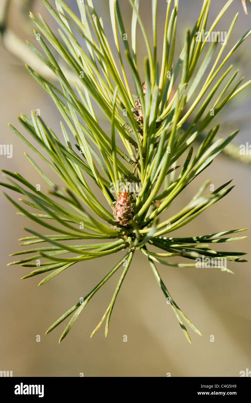Coulter-Kiefer, Pinus coulteri Stockfoto