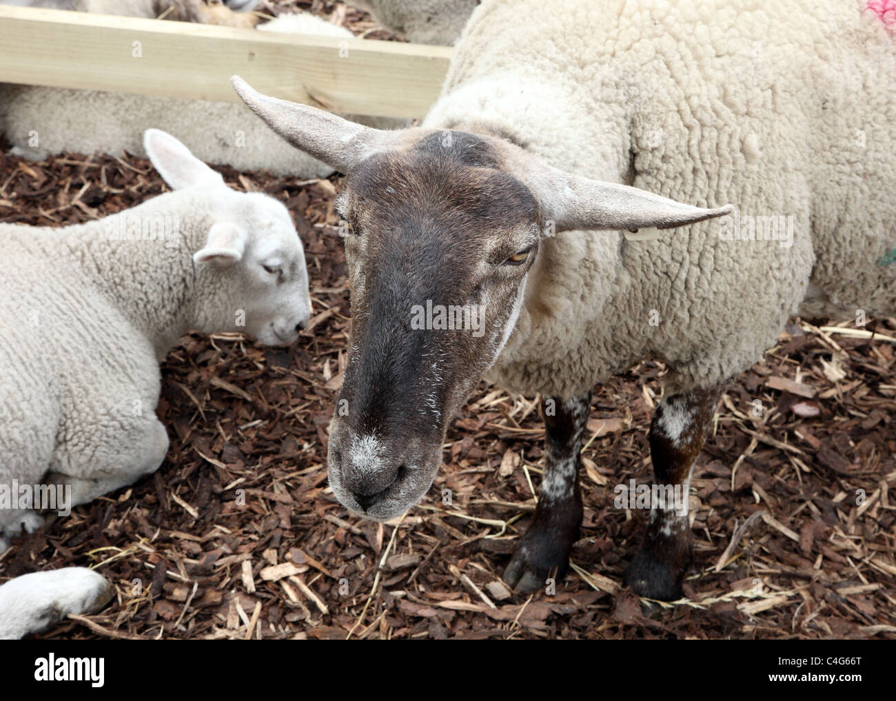 Schaf und Lamm im Vieh anzeigen, blühen Gartenfest, Dublin Stockfoto