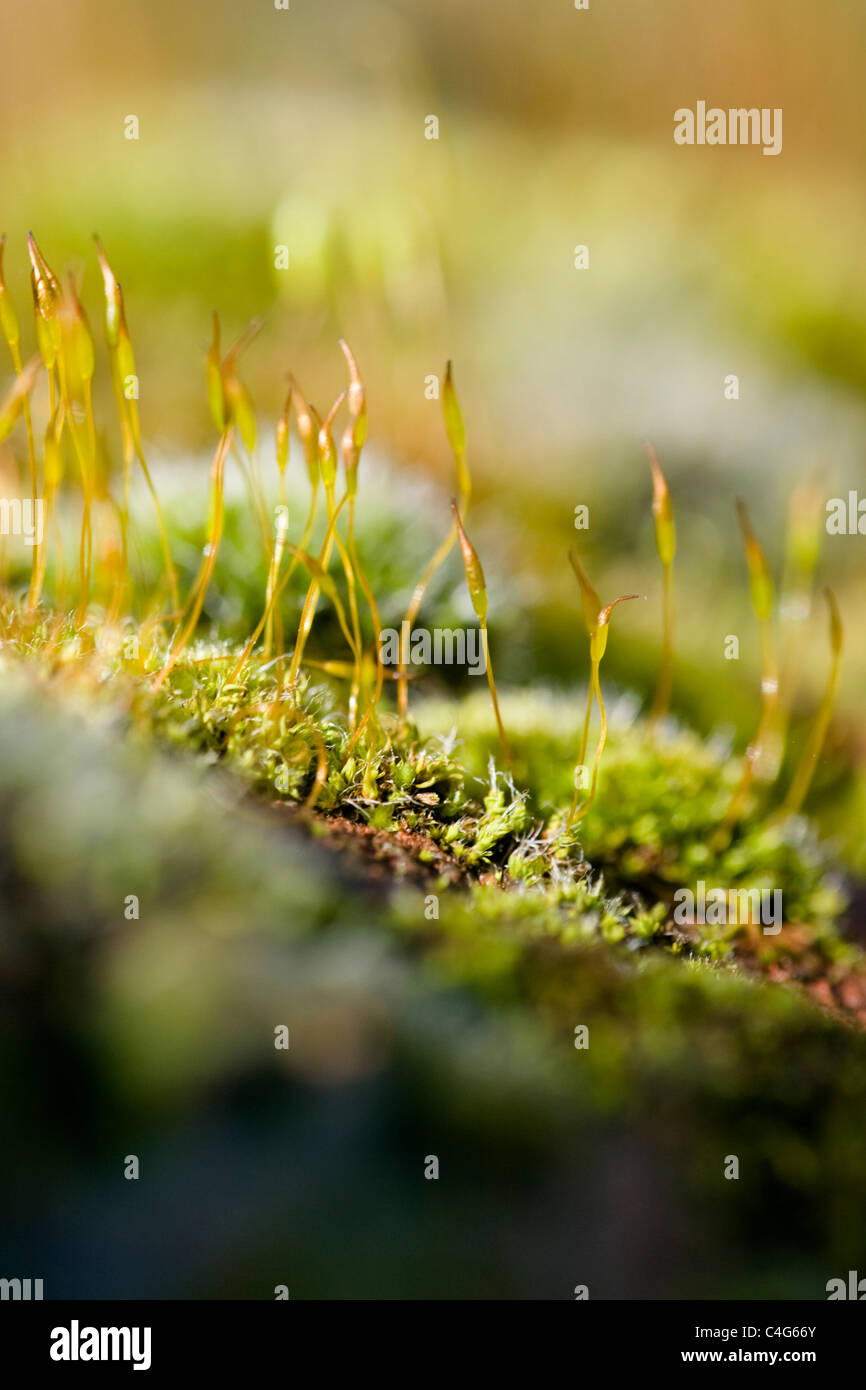 Wand Schraube Moos, Tortula Muralis, auf einer Wand. Stockfoto