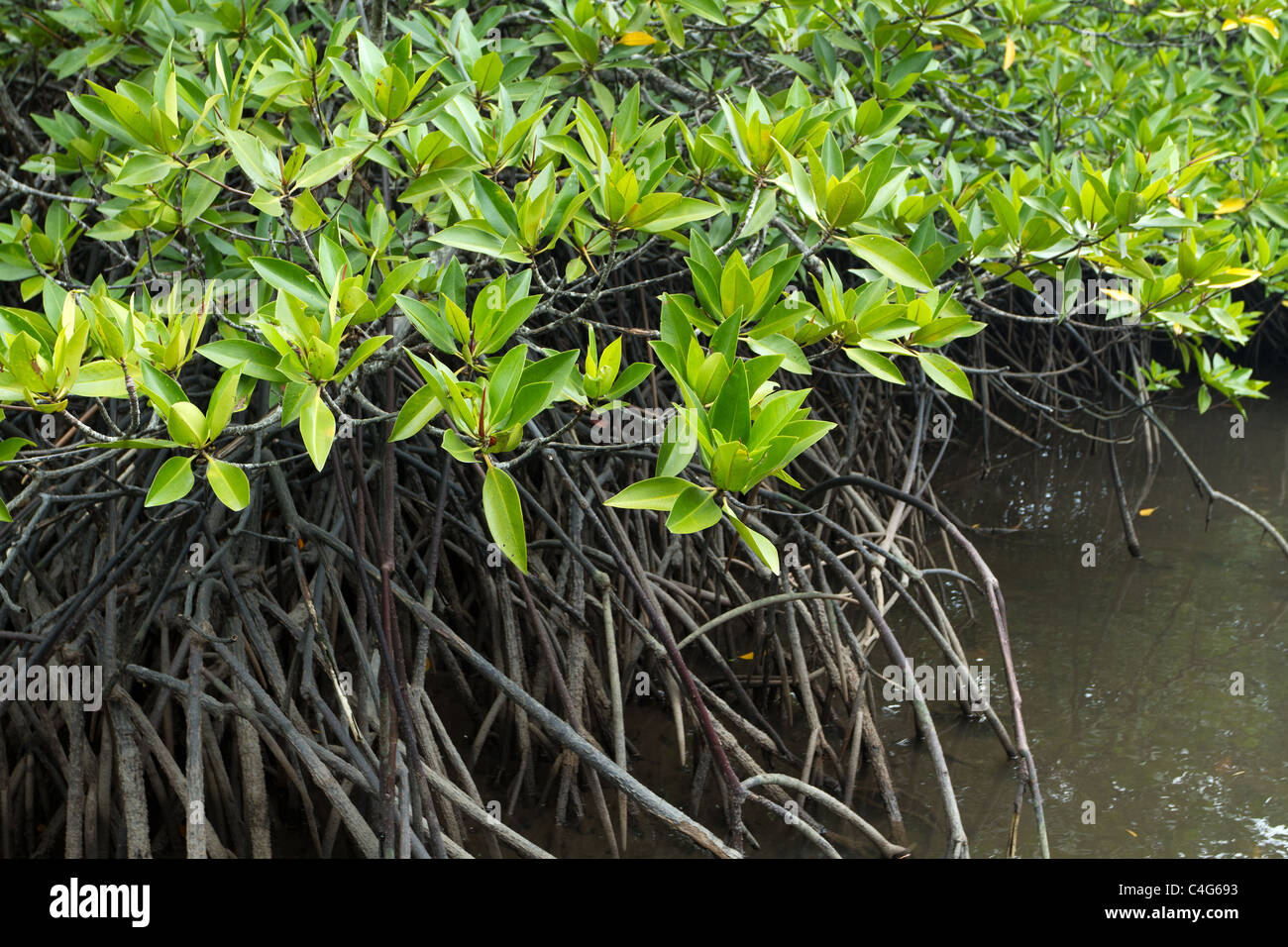 Mangroven-Baum-Blätter und Wurzeln in tropischen Sümpfen, thailand Stockfoto