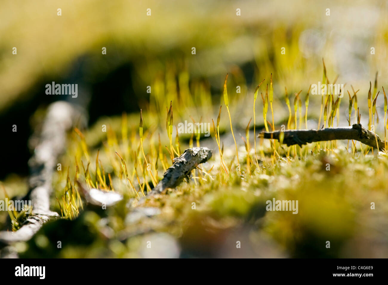 Wand Schraube Moos, Tortula Muralis, auf einer Wand. Stockfoto