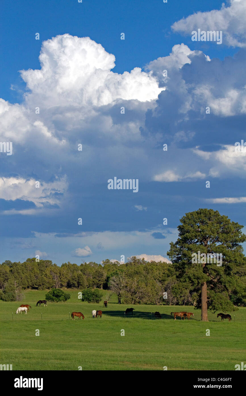 Pferde grasen auf den Animas River Valley in der Nähe von Durango, Colorado, USA. Stockfoto