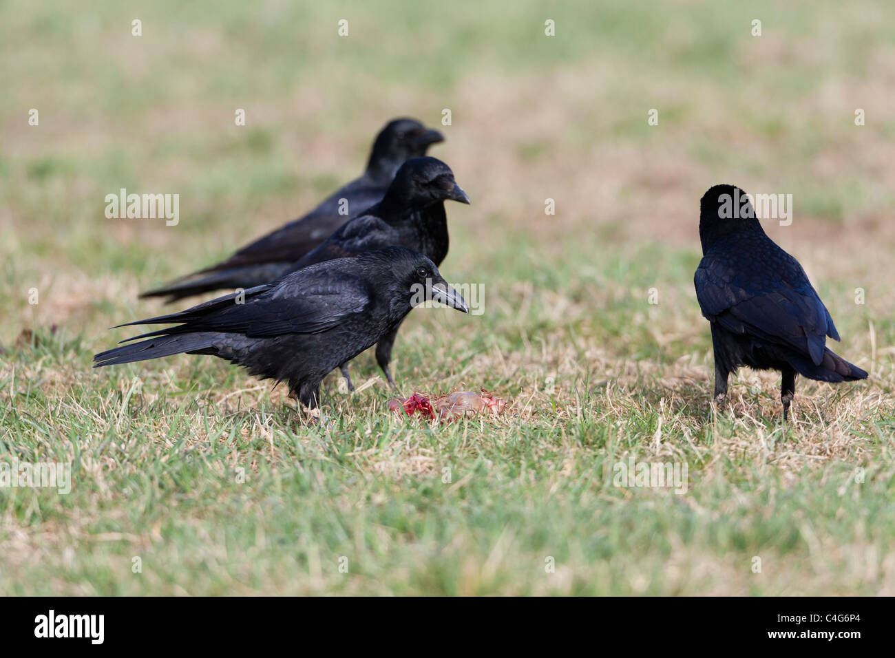 AAS-Krähe (Corvus Corone), vier am Feld, ernähren sich von AAS, Niedersachsen, Deutschland Stockfoto