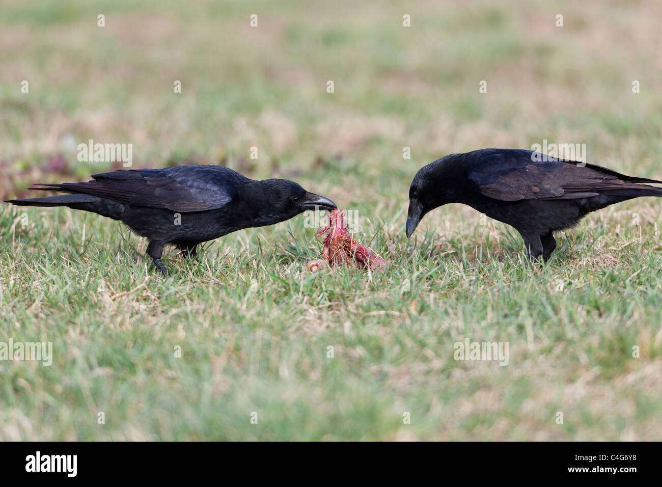 AAS-Krähe (Corvus Corone), zwei am Feld, ernähren sich von AAS, Niedersachsen, Deutschland Stockfoto