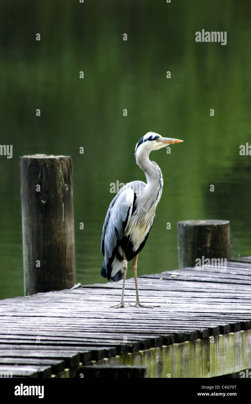 Great Blue heron Stockfoto