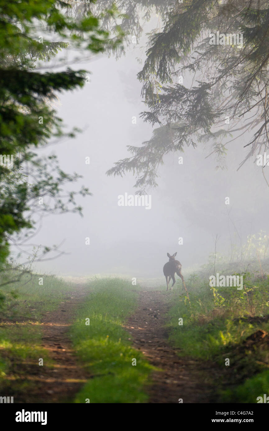 Reh (Capreolus Capreolus), stehend auf Forstwirtschaft fahren in Eartly Morgennebel, Niedersachsen, Deutschland Stockfoto