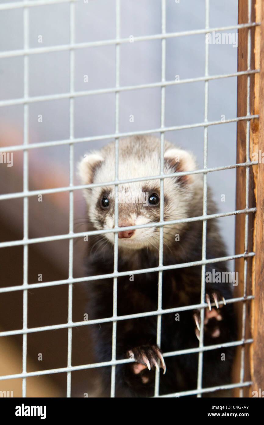 Gemeinsamen Frettchen (Mustela Putorius), gehalten als Haustier in Käfig, Niedersachsen, Deutschland Stockfoto