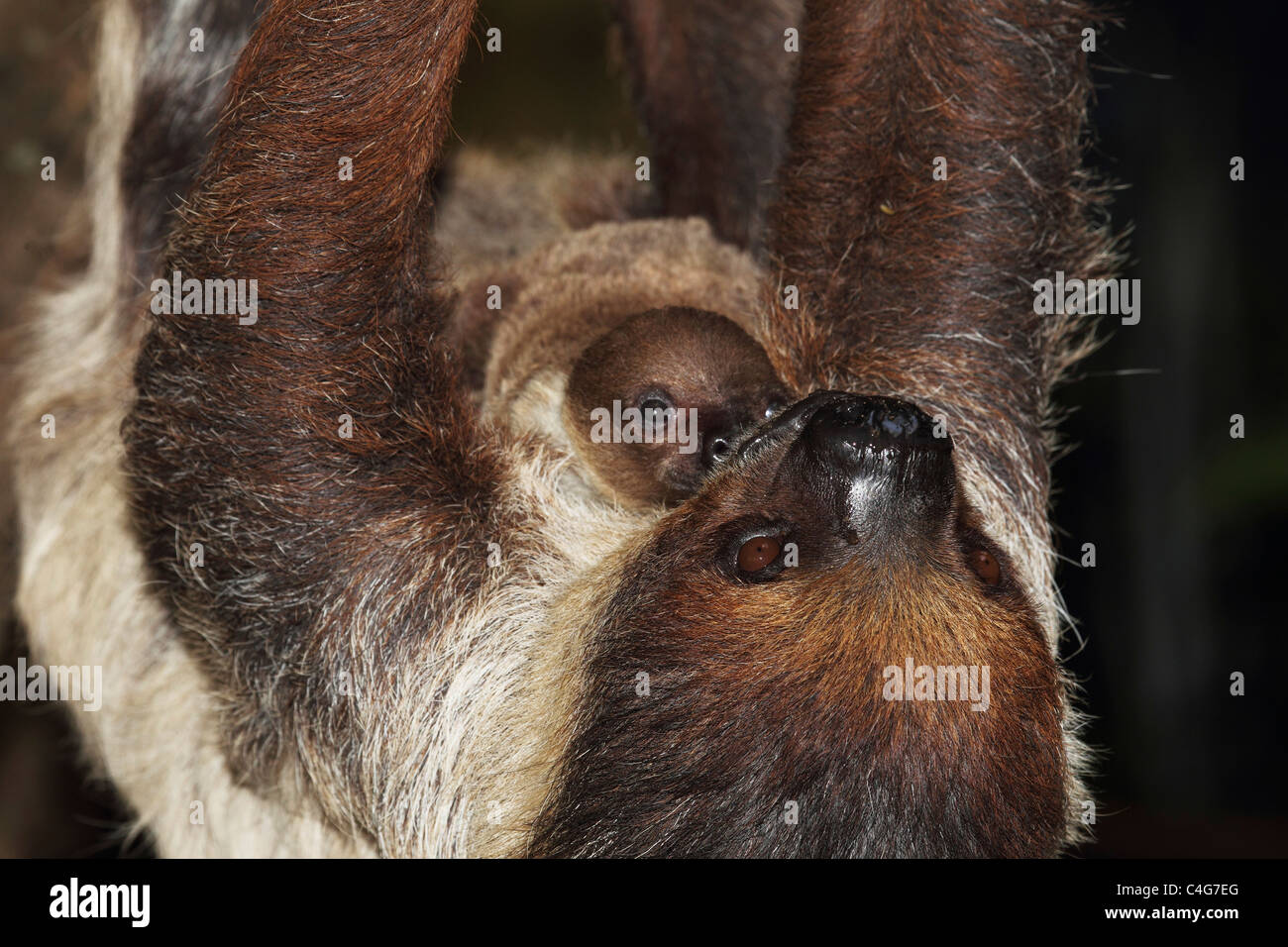 Linnés zwei – Finger Faultiere und Cub / Choloepus Didactylus Stockfoto