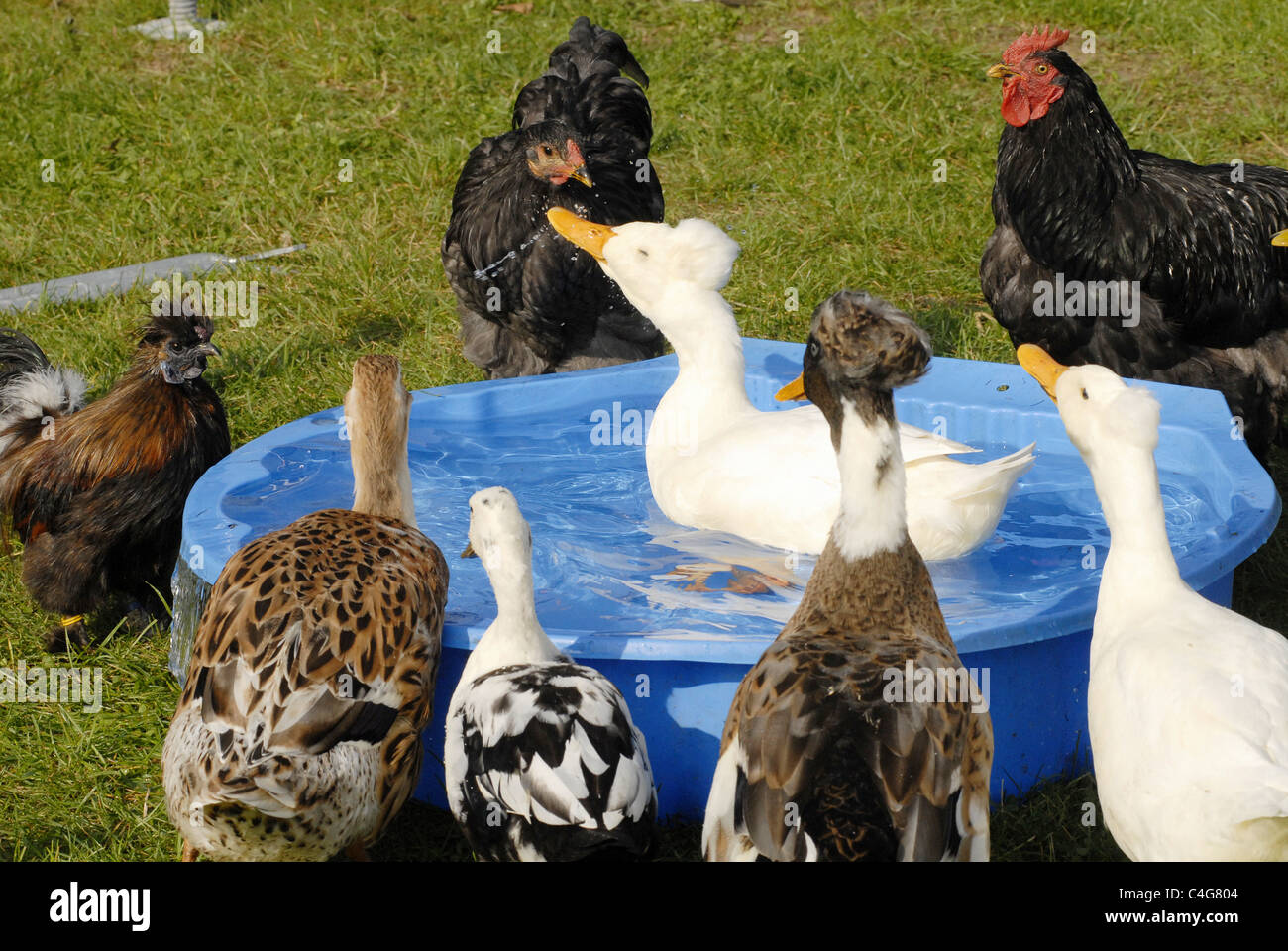 Enten und Hühner am Wasser Stockfoto