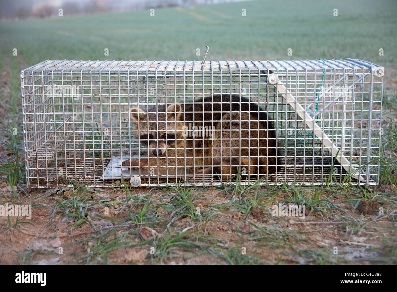 Raccoon (Procyon lotor), caught in live trap, Lower Saxony, Germany Stockfoto