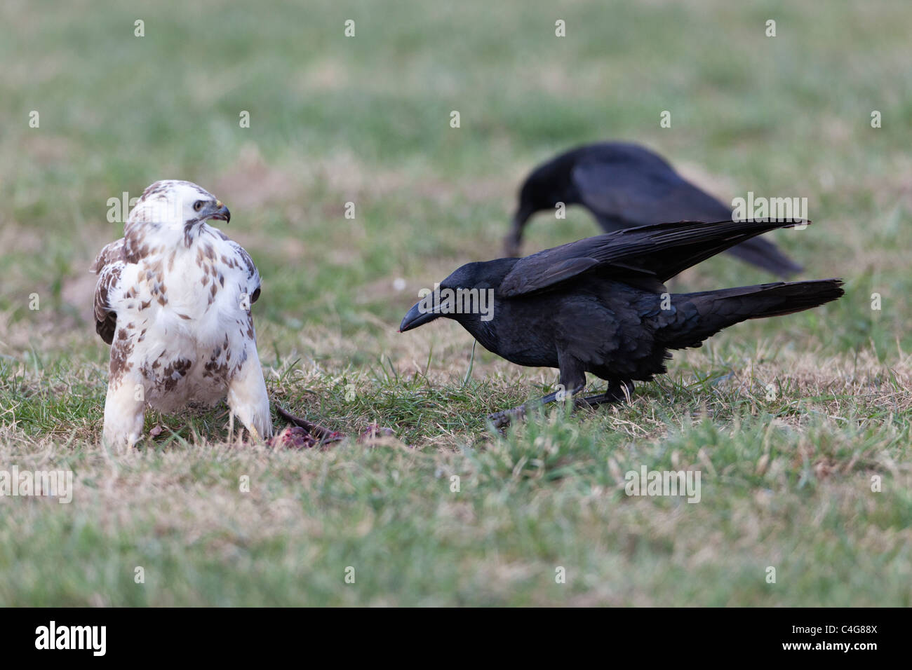Gemeinsamen Bussard (Buteo Buteo) und Raven (Corvus Corax), auf der Wiese Fütterung auf Aas, Niedersachsen, Deutschland Stockfoto