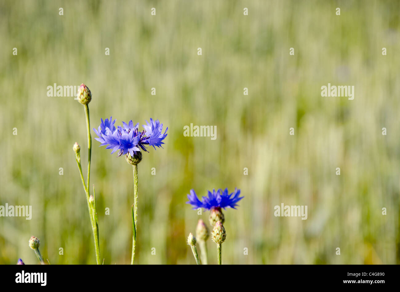 Blaue Kornblume auf dem Hintergrund eines gedämpften Hintergrund. Stockfoto