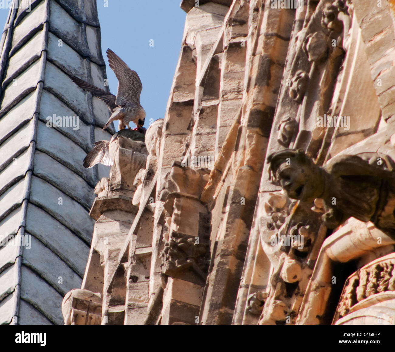 Paar von Juvenile Wanderfalken (Falco Peregrinus) thront auf Lincoln Kathedrale mit Beute Stockfoto