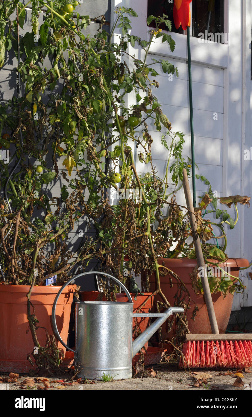 Garten Stillleben mit Tomatenpflanzen, Ewer und Besen im Spätsommer Stockfoto