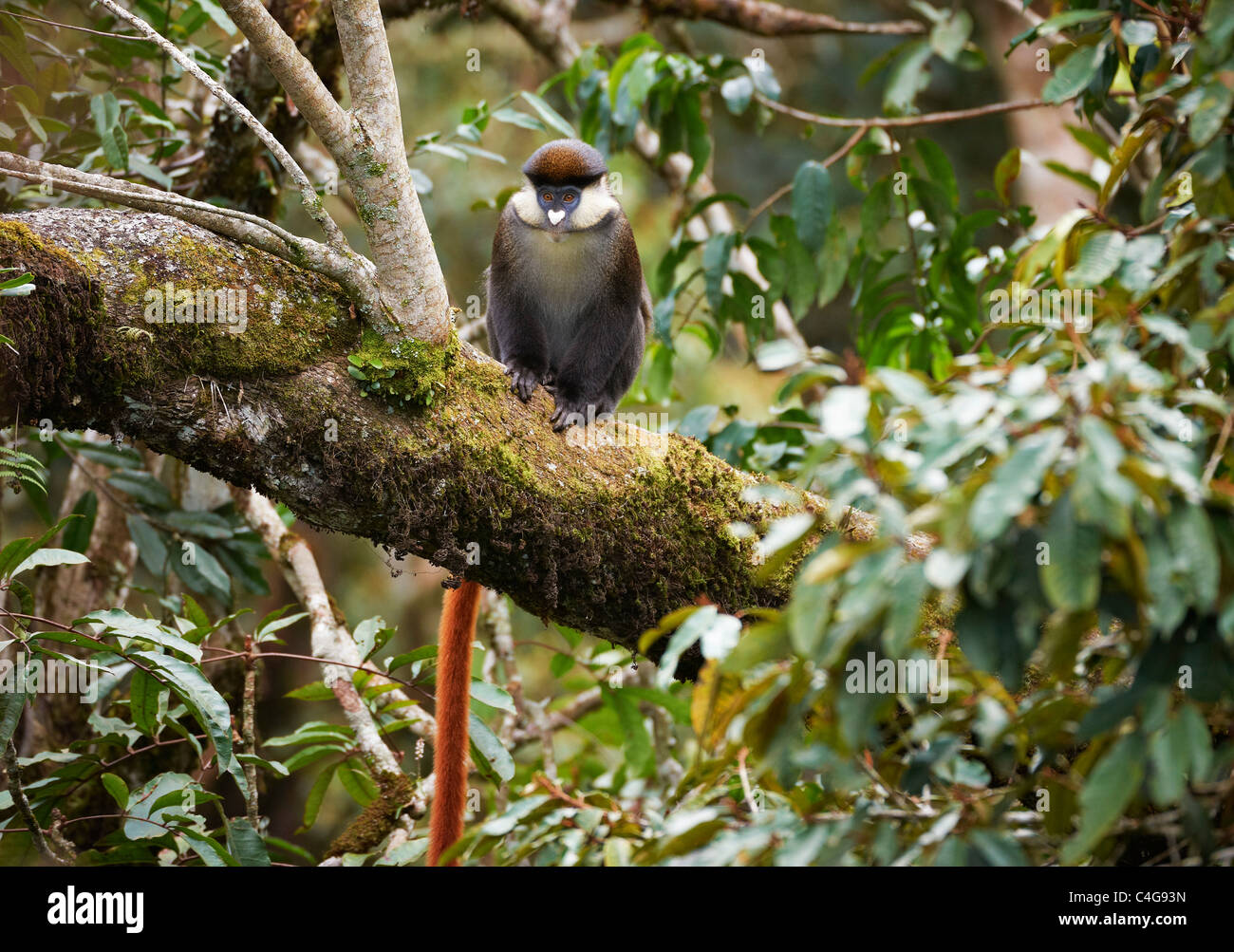 Red-tailed Affen (Cercopithecus ascanius) sitzt auf einem Ast Stockfoto