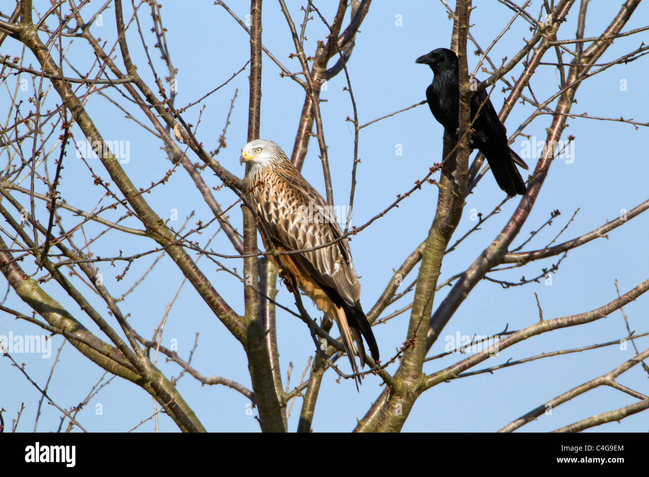 Rotmilan (Milvus Milvus) und Aas-Krähe (Corvus Corone), sitzt im Baum zusammen, Niedersachsen, Deutschland Stockfoto