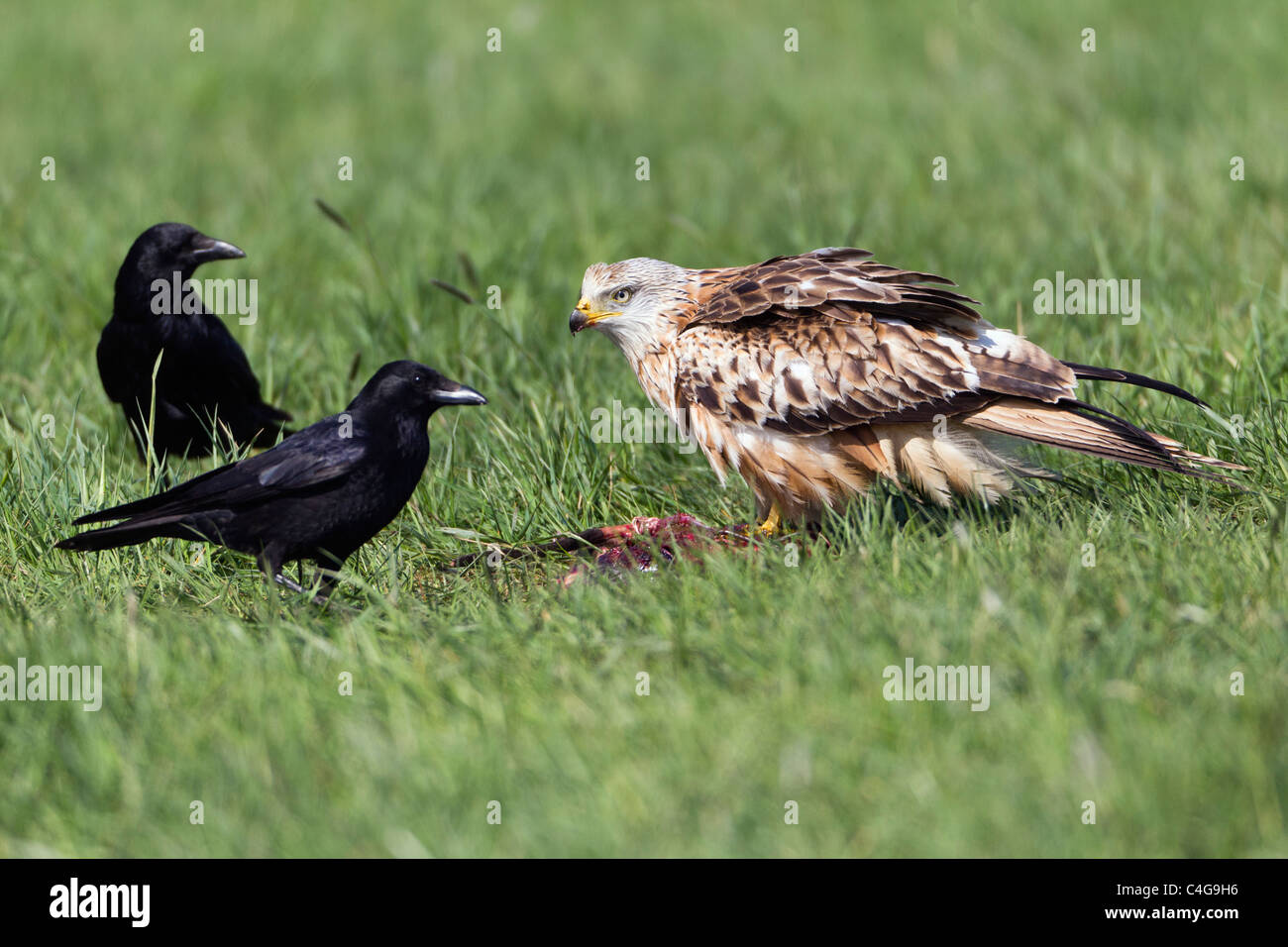 Rotmilan (Milvus Milvus) und Rabenkrähen (Corvus Corone), ernähren sich von AAS, Niedersachsen, Deutschland Stockfoto