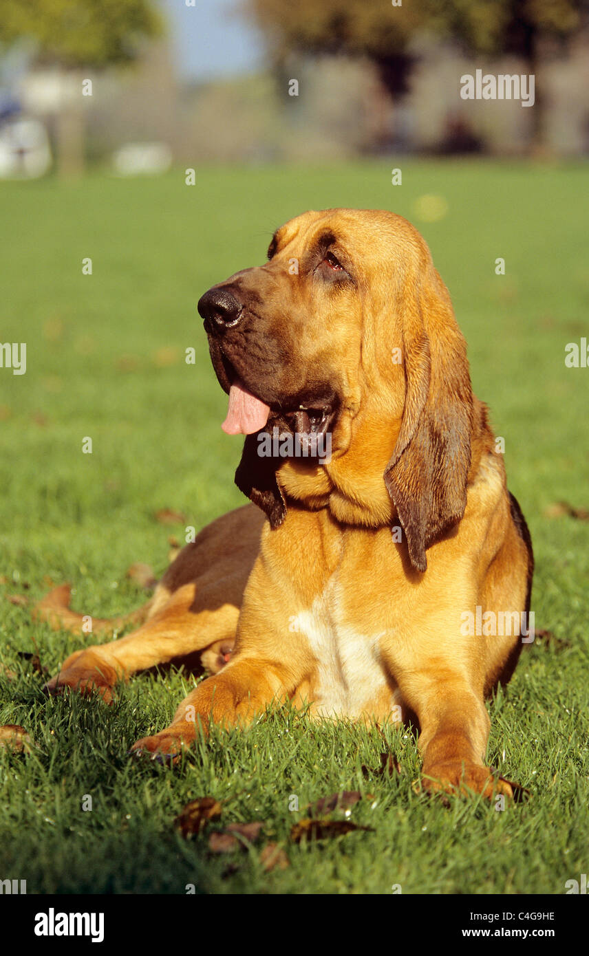 Bloodhound-Hund - auf der Wiese liegend Stockfoto