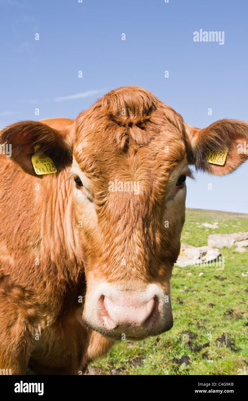 Braun Kuh Gesicht mit Ohrmarken Nahaufnahme des Kopfes. Großbritannien, Großbritannien. Stockfoto