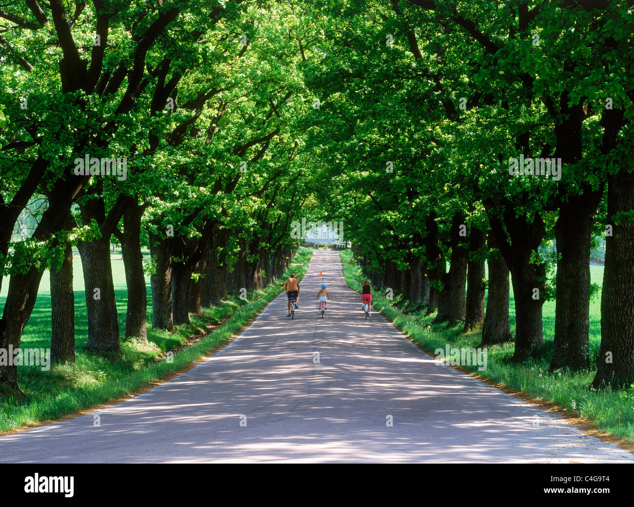Family-Biken auf üppigen Bäumen gesäumten Landstrasse im ländlichen Schweden während der Sommermonate Stockfoto