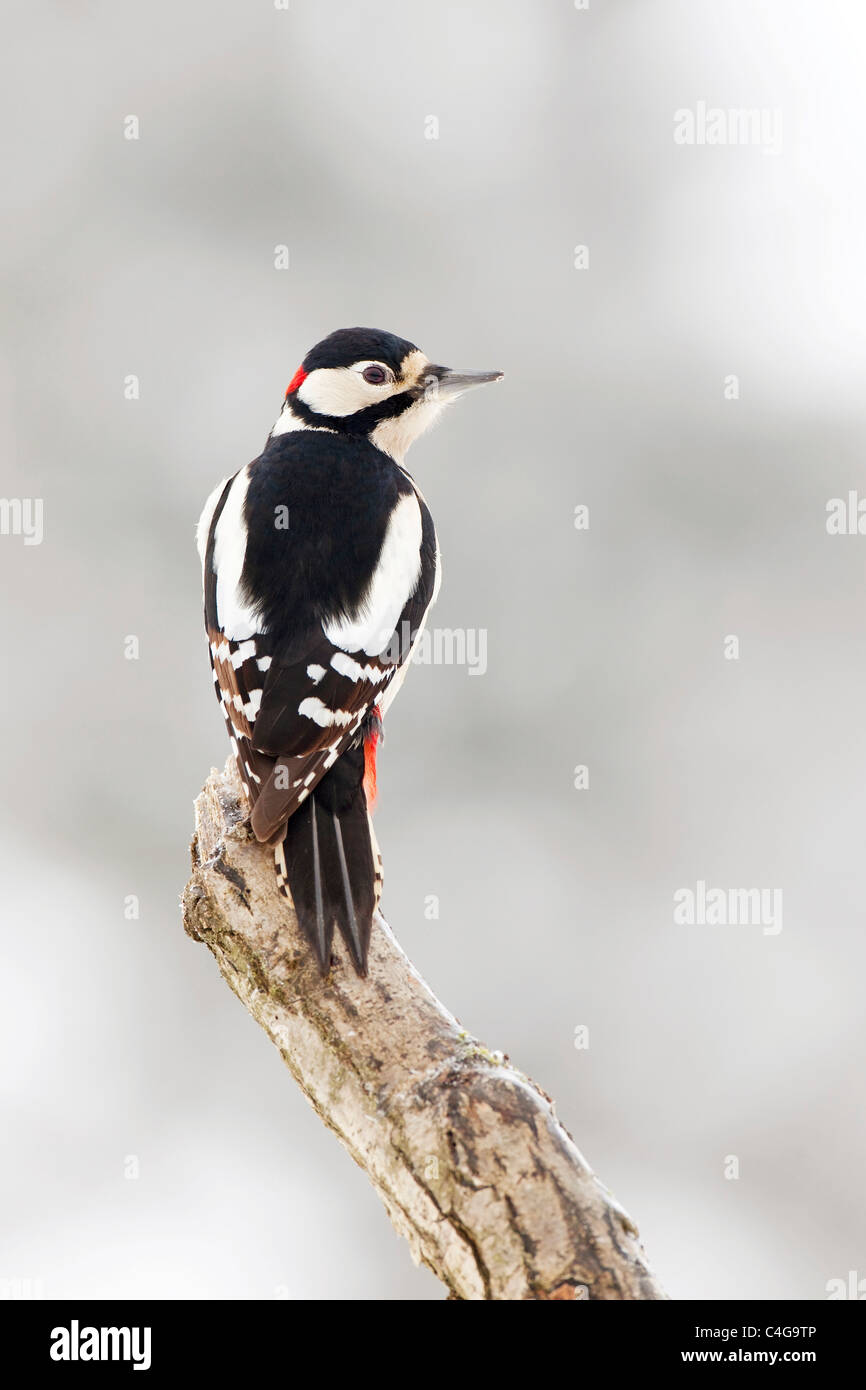 Buntspecht auf AST / Dendrocopos major Stockfoto