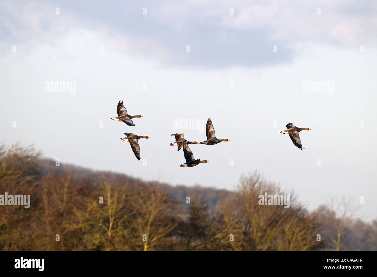 HERDE VON GRAUGANS GÄNSE ANSER ANSER IN FLUG SLIMBRIDGE Stockfoto