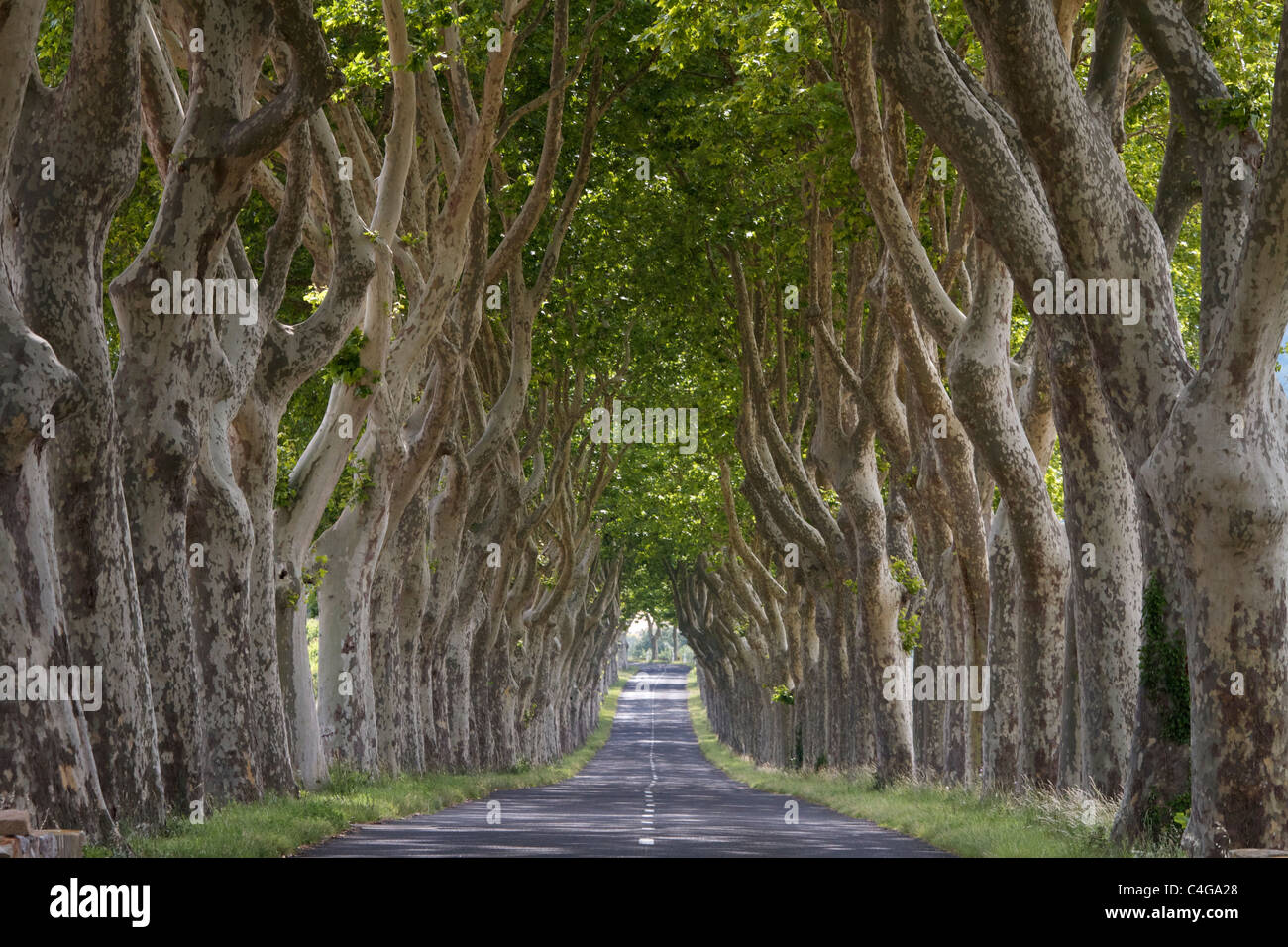 Schöne symmetrische von Bäumen gesäumten Straße in der Nähe von Lagrasse in der Region Languedoc-Roussillon im Süden Frankreichs. Stockfoto