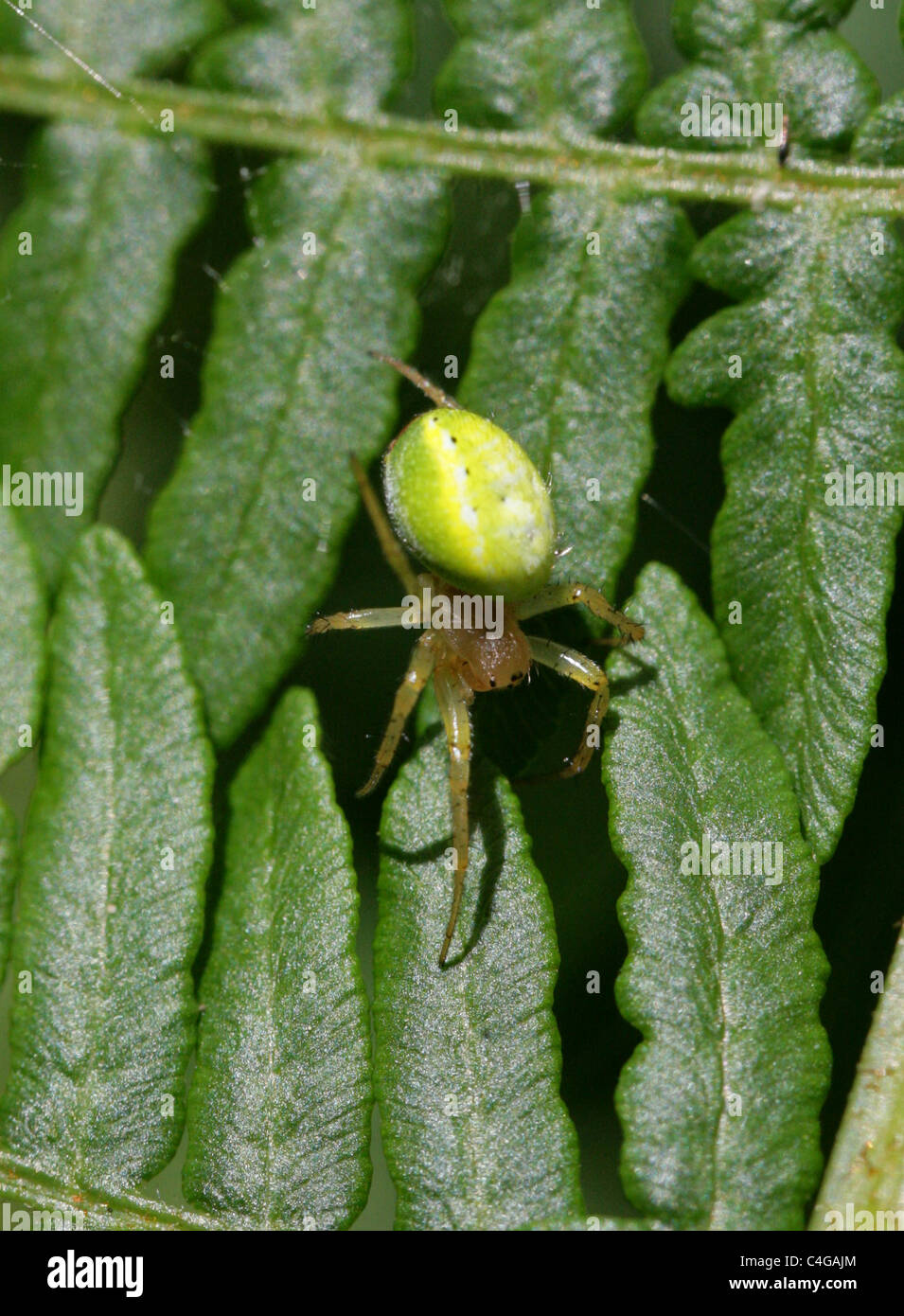 Gurke Green Spider oder Green Orb Weaver Spider, Araniella Cucurbitina, Araneidae. Aka Kürbis oder Kürbis Spinne. Stockfoto