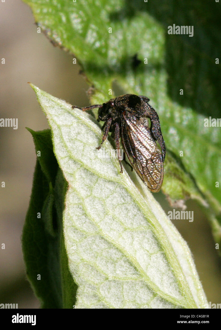 Treehopper, Centrotus Cornutus, Membracidae, gehörnte Hemiptera. Stockfoto
