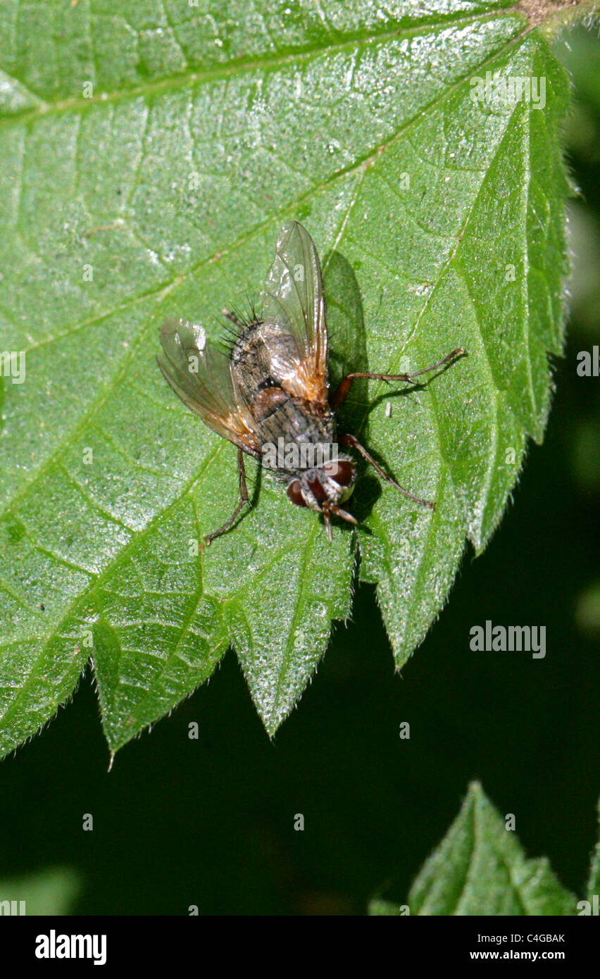 Weibliche Tachinid Fly, Tachinidae, Diptera. Stockfoto