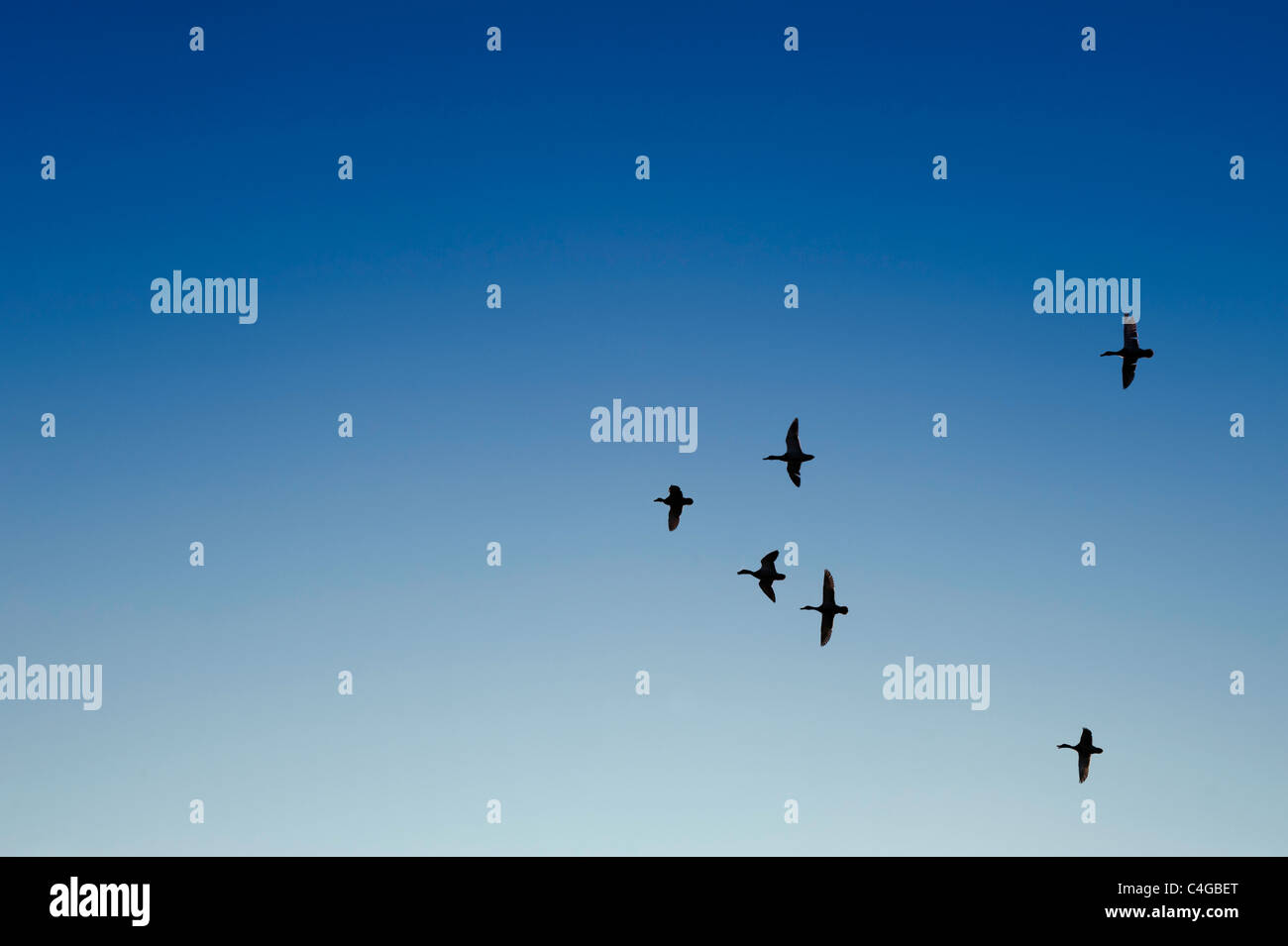 Wilde Enten fliegen in Formation gegen blauen Himmel Stockfoto